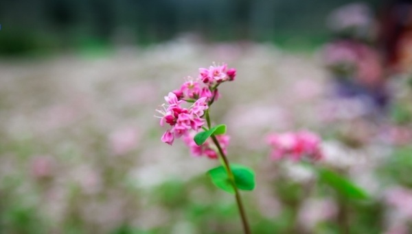 Chiêm ngưỡng vẻ đẹp nơi thủ phủ tam giác mạch - 7