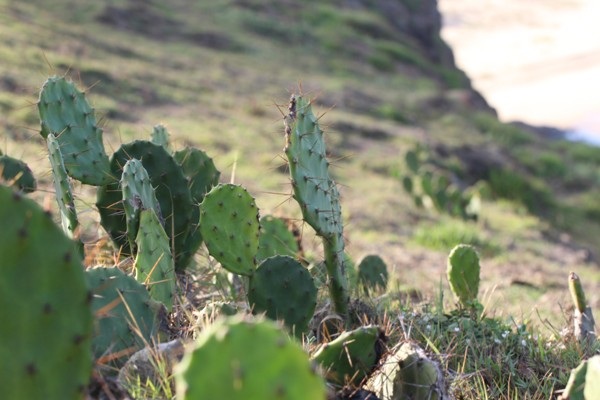 Ba ngày du hí trên đất “hoa vàng cỏ xanh” - 3