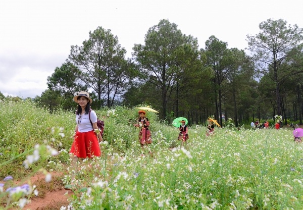 Mộc Châu đẹp như "miền cổ tích" trong sắc trắng hoa cải - 1 Mộc Châu đẹp như "miền cổ tích" trong sắc trắng hoa cải - 1