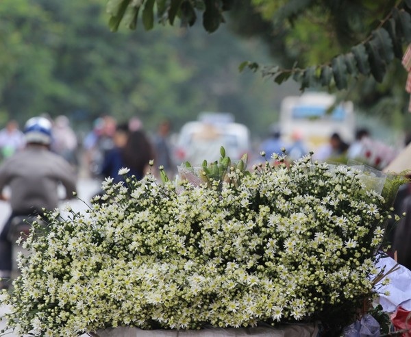 Cúc hoa mi rộn ràng xuống phố... - 8