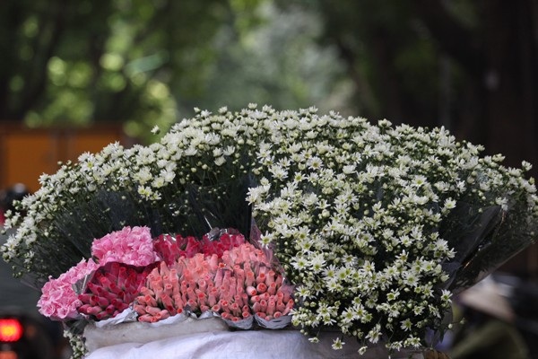 Cúc hoa mi rộn ràng xuống phố... - 1