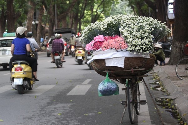 Cúc hoa mi rộn ràng xuống phố... - 2
