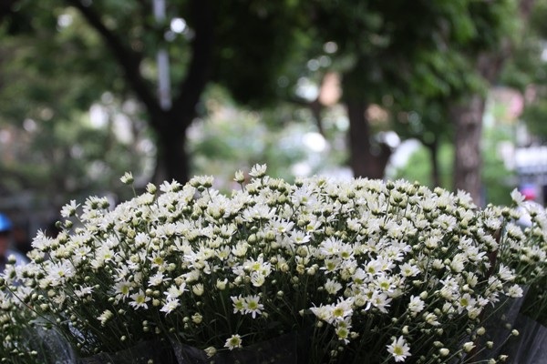 Cúc hoa mi rộn ràng xuống phố... - 3