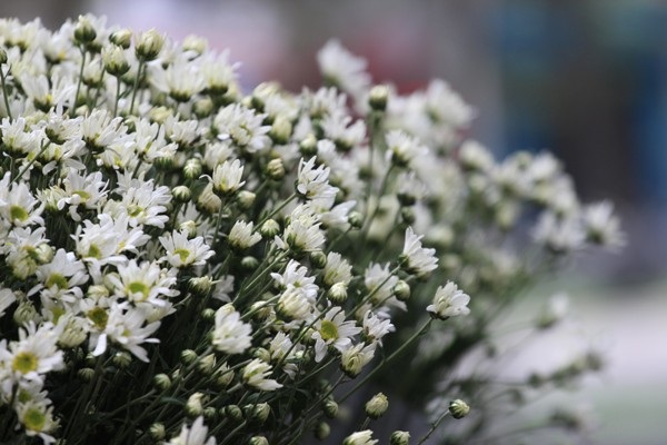 Cúc hoa mi rộn ràng xuống phố... - 7