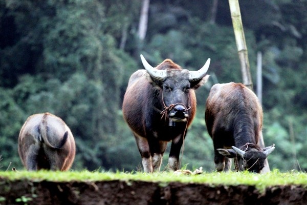 Ba Bể đẹp mơ màng hiếm có giữa núi rừng Đông Bắc - 9