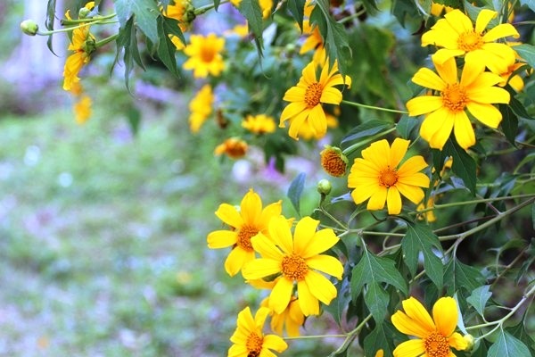 Dã quỳ bung nở trên non nước Cao Bằng - 9