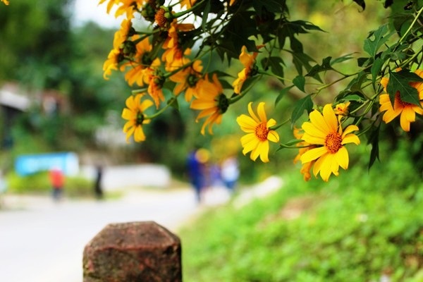 Dã quỳ bung nở trên non nước Cao Bằng - 5