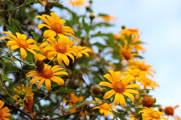 Dã quỳ bung nở trên non nước Cao Bằng - 2