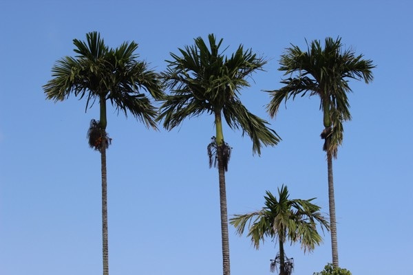 Bất ngờ với  làng quê đẹp như cổ tích trên đất Phú Yên - 8