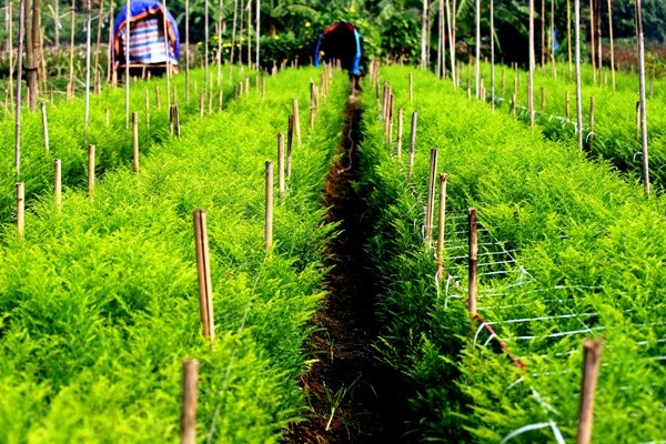 Hà Nội đầu đông cũng là mùa của các loài hoa, ấy là lúc những bông cúc thi nhau đua nở.