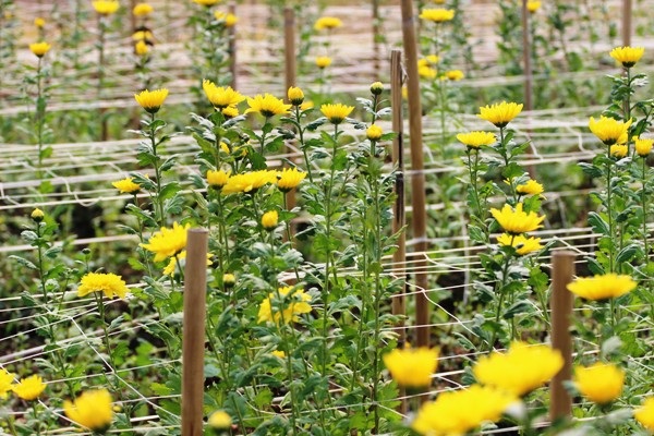 Chạm tay vào mùa đông Hà Nội - 8