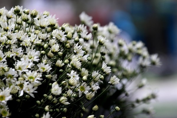 Những bông cúc họa mi là nét chấm phá làm nên một Hà Nội rất đỗi bình dị trong những ngày chớm đông.