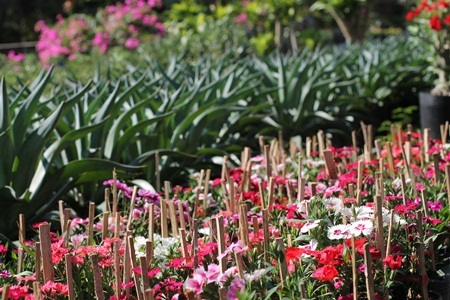 Đồng Tháp đẹp lung linh những ngày giáp Tết - 1