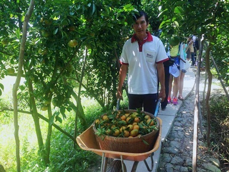 Đồng Tháp đẹp lung linh những ngày giáp Tết - 5 Đồng Tháp đẹp lung linh những ngày giáp Tết - 5