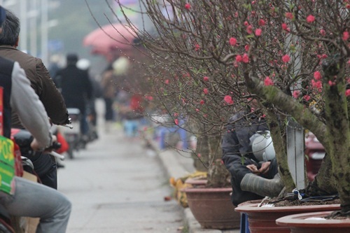 Năm nay một gốc đào cổ thụ có giá từ một đến cả chục triệu đồng