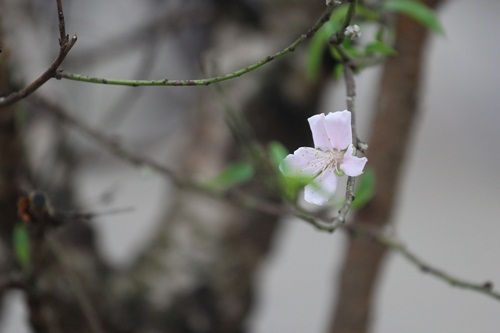 Người Hà Nội hối hả mang xuân về nhà - 16