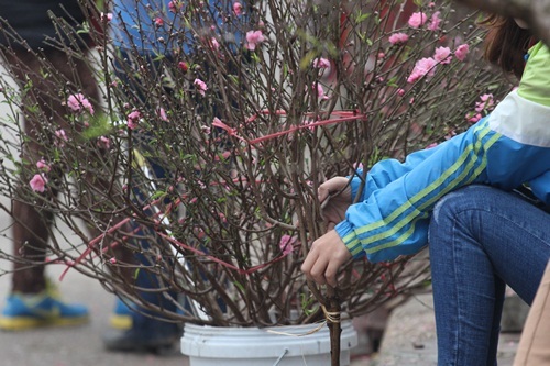 Người Việt nói chung và người Hà Nội nói riêng quan niệm màu đỏ thắm của hoa đào tượng trưng và dự báo một năm mới tươi sáng, ấm áp và mang tới nhiều sức khỏe, thành công, hạnh phúc trong năm mới