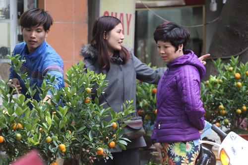 Cũng như hai thanh niên, người phụ nữ này cũng đang cố tìm cho mình một chậu quất xinh xắn ở đây.