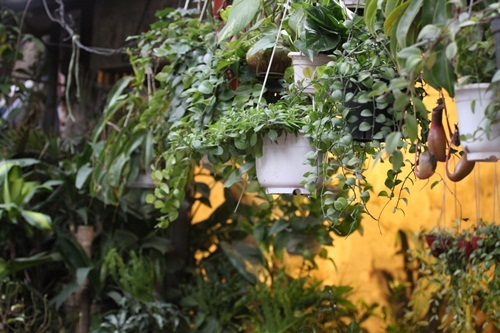 Có đủ thứ hoa, cây cảnh ở khu chợ này.