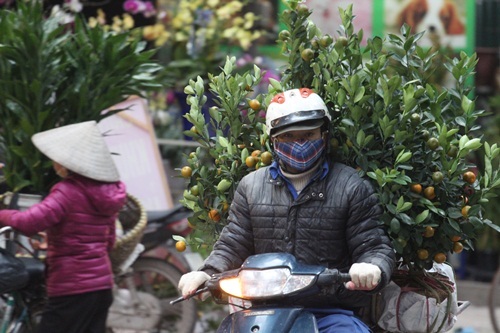 Những cây quất đang được chờ về nhà vội vã trong chiều cuối năm...