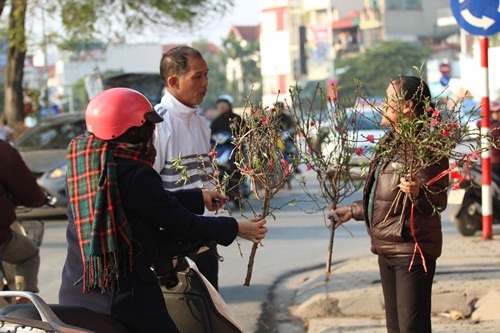 
Người đàn ông này đang cố chọn cho mình một cành đào ưng ý để đón giao thừa
