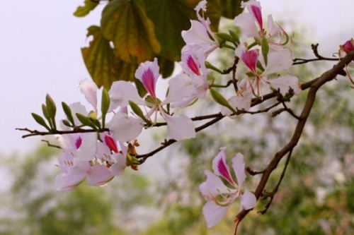 Điện Biên "bắt" hoa ban nở đúng lễ hội - 2 Điện Biên "bắt" hoa ban nở đúng lễ hội - 2