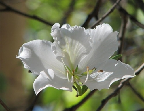 Điện Biên "bắt" hoa ban nở đúng lễ hội - 1 Điện Biên "bắt" hoa ban nở đúng lễ hội - 1