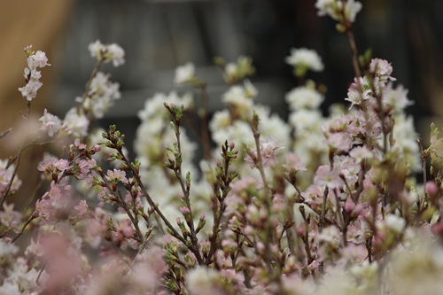 
Những cành hoa này được nhập trực tiếp từ Nhật Bản và chăm sóc rất kỳ lưỡng.
