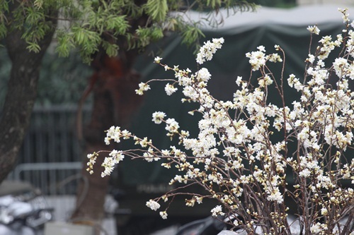 
Mỗi cây mỗi vẻ tạo lên một khung cảnh đẹp ngỡ ngàng tại vườn hoa Lý Thái Tổ.
