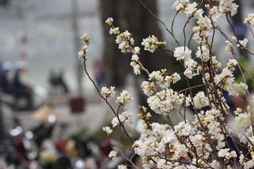 Hoa anh đào Nhật Bản “đổ bộ” về thủ đô - 19