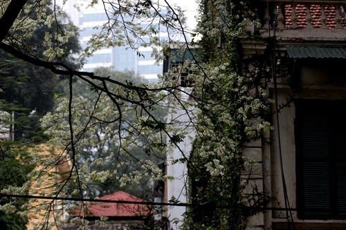 
Tháng 3, cả Hà Nội như được khoác lên một màu trắng tinh khôi - màu trắng hoa sưa.
