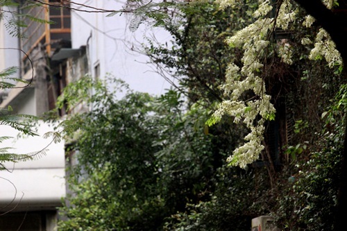 
Như không hẹn mà gặp trong mùa tháng ba, những góc phố, con đường lại trở lên lãng mạn hơn. Quyến rũ hơn trong những ngày tháng giao mùa.
