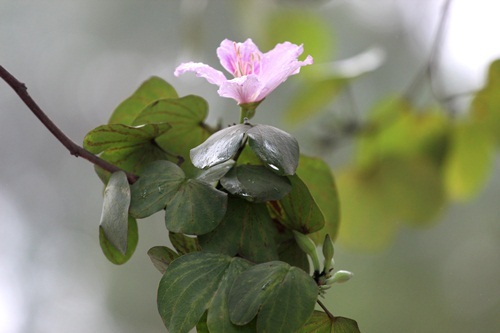 Hoa ban vốn là sản vật của núi rừng Tây Bắc, nhưng thời gian gần đây khi những cây ban được mang về Hà Nội, trổ bông làm cho phố phường ngày càng đẹp hơn. Ảnh Hữu Thắng