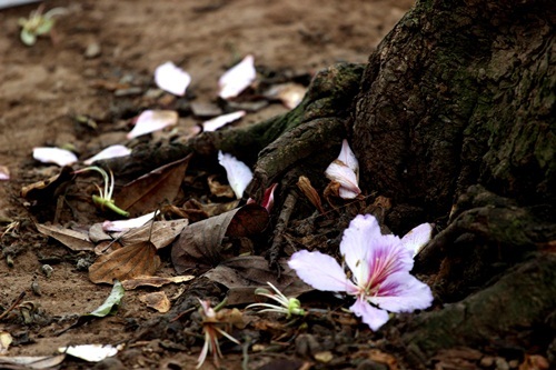 Sắc hoa ban nhuộm tím trời Hà Nội - 6