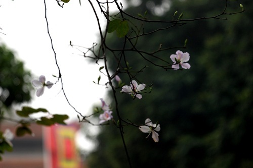 Sắc hoa ban nhuộm tím trời Hà Nội - 7