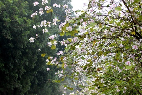 Sắc hoa ban nhuộm tím trời Hà Nội - 3