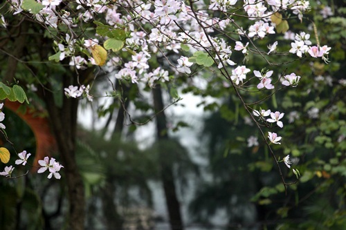 Cây Ban thân mộc, không mọc thẳng mà khẳng khiu, uốn khúc chia cành phân nhánh như những bàn tay nhẹ nhàng nâng những cánh hoa khoe với đất trời tháng 3. Ảnh Hữu Thắng