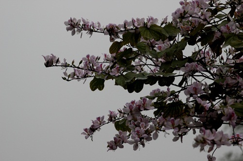 Những cành hoa vươn mình trong tiết tháng 3...