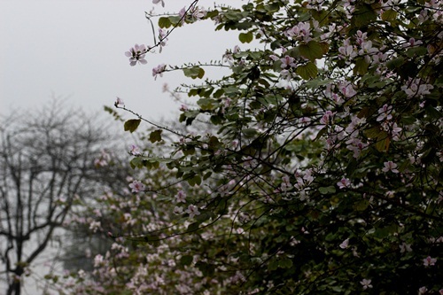 Sắc hoa ban nhuộm tím trời Hà Nội - 17