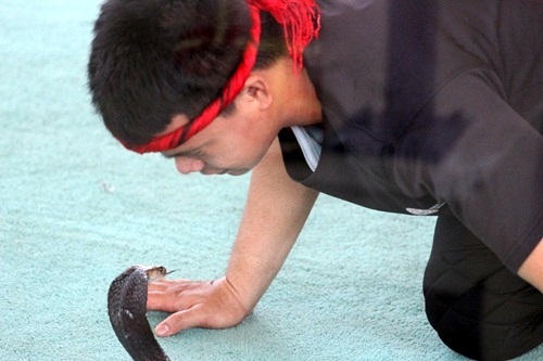 Rùng mình xem người Thái “giỡn mặt” với rắn độc ở Nha Trang… - 9