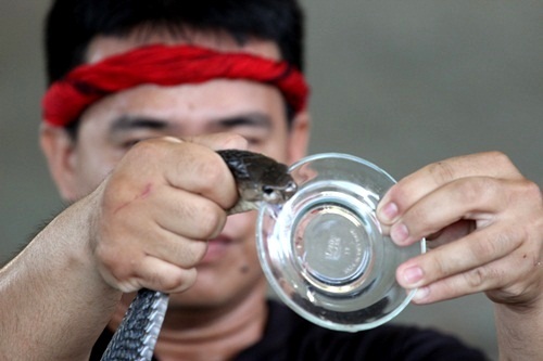 
Sau những màn biểu diễn với mãng xà, những người này còn ép rắn phải nhả độc ngay trước mắt du khách...
