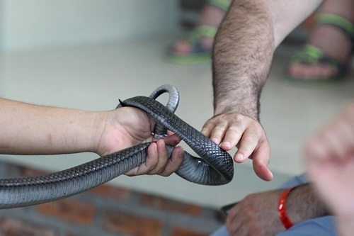 Bàn tay của một du khách người Nga tỏ ra khá rụt rè khi được sờ vào lưng con hổ mang chúa