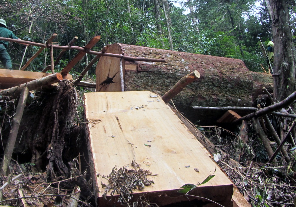 Triệt hạ 3 cây sa mu dầu, nhóm lâm tặc hầu toà - 1