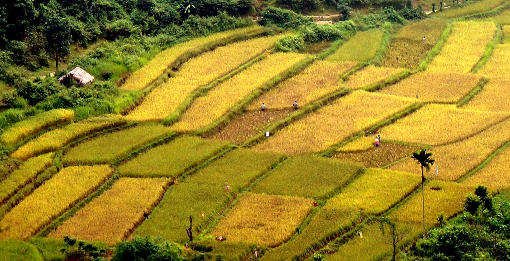 Sững sờ trước vẻ đẹp ruộng bậc thang ở miền Tây xứ Nghệ - 4 Sững sờ trước vẻ đẹp ruộng bậc thang ở miền Tây xứ Nghệ - 4