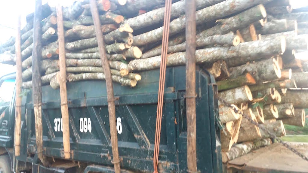 Trắng đêm xử lý xe quá tải trên đường Hồ Chí Minh - 9 Một chiếc xe chở keo quá tải còn nêm cả những thân cây để chất đầy hơn.
