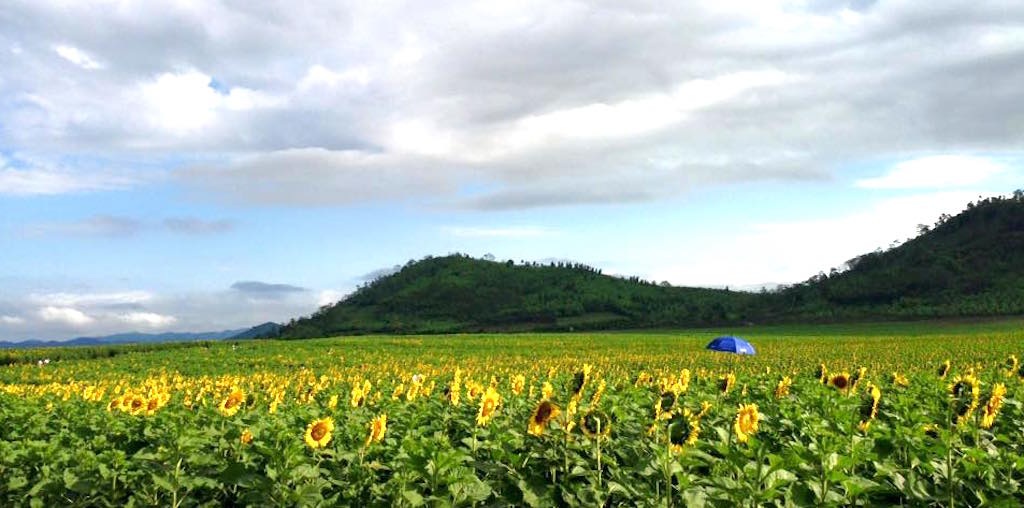 Say đắm trước cánh đồng hoa hướng dương như tranh vẽ - 9 Say đắm trước cánh đồng hoa hướng dương như tranh vẽ - 9