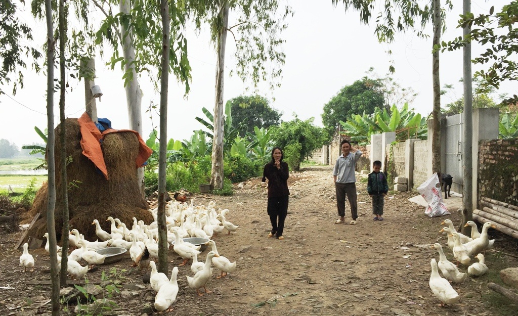 Thăm lại gia đình “Đồng đội ơi, cứu với": Ngày ấy - Bây giờ - 15 Để cải thiện thêm đồng ra đồng vào cho gia đình, anh Cường nuôi đàn vịt để bán.