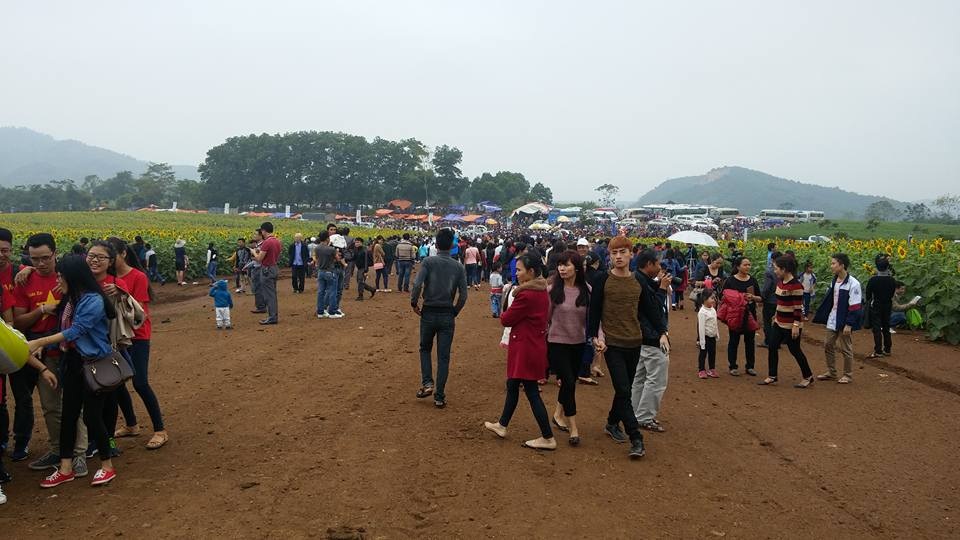 Say đắm trước cánh đồng hoa hướng dương như tranh vẽ - 34 Hàng ngàn người đổ về cánh đồng hoa chụp ảnh kỷ niệm.