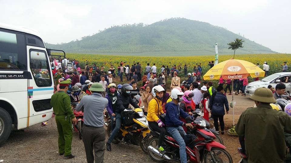 Say đắm trước cánh đồng hoa hướng dương như tranh vẽ - 33 Say đắm trước cánh đồng hoa hướng dương như tranh vẽ - 33