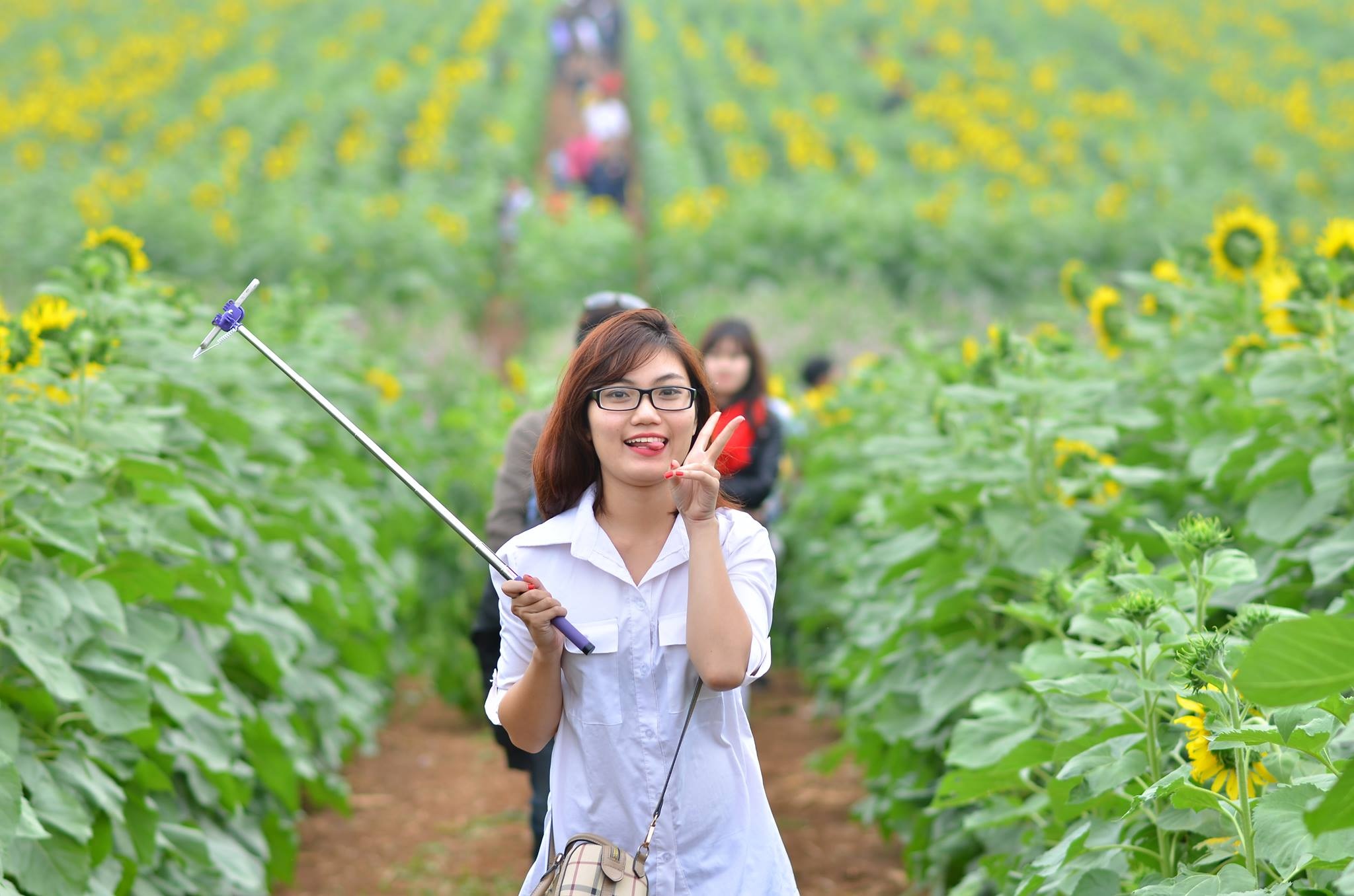 Hàng ngàn người đổ về cánh đồng hoa hướng dương, đường tắc nghẽn - 10 Hàng ngàn người đổ về cánh đồng hoa hướng dương, đường tắc nghẽn - 10